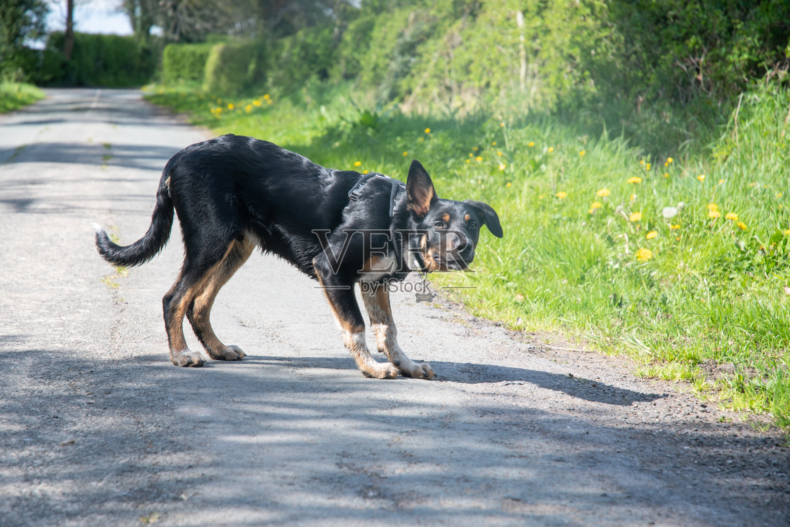 一只边境牧羊犬小狗照片摄影图片