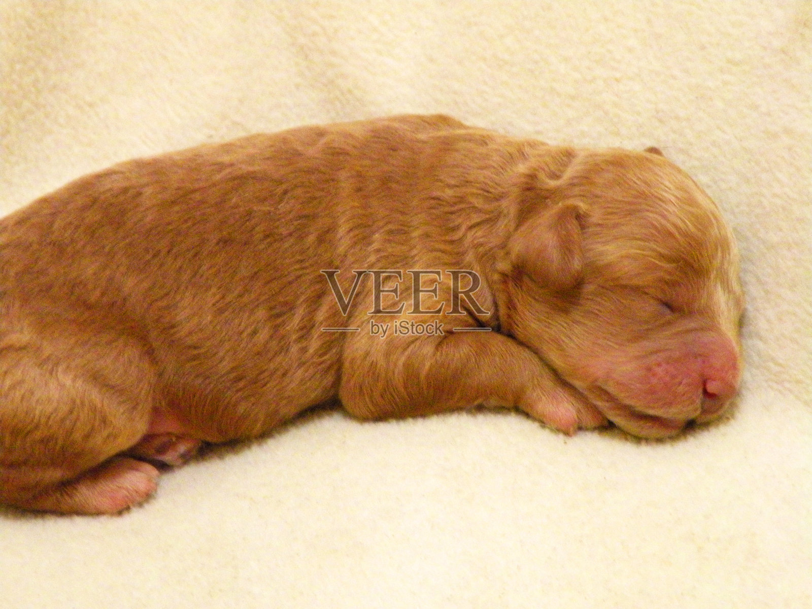 熟睡的新生小狗小狗照片摄影图片