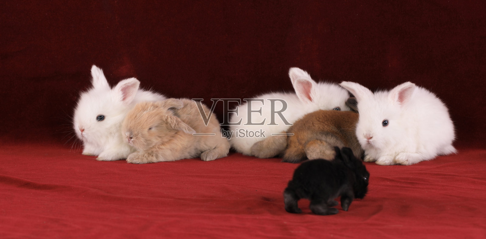 红色天鹅绒上的小白兔照片摄影图片