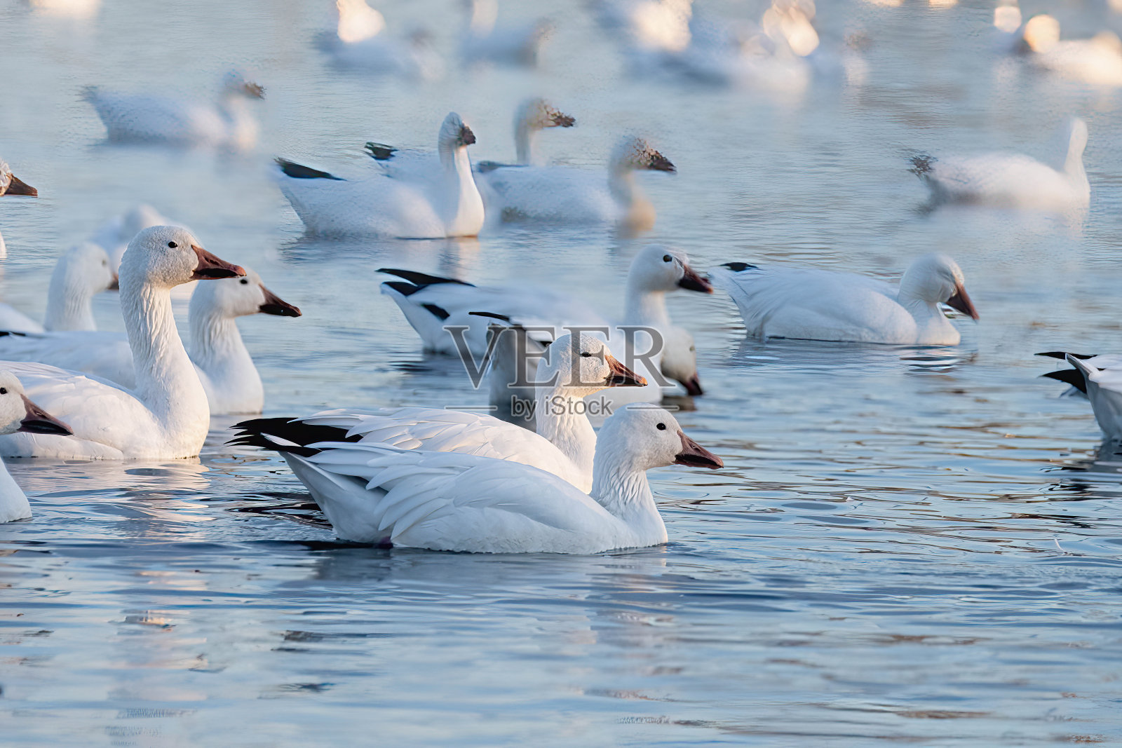 我的朋友们,我的朋友们照片摄影图片