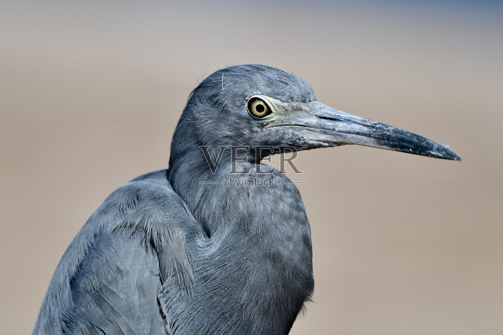 小蓝鹭照片摄影图片