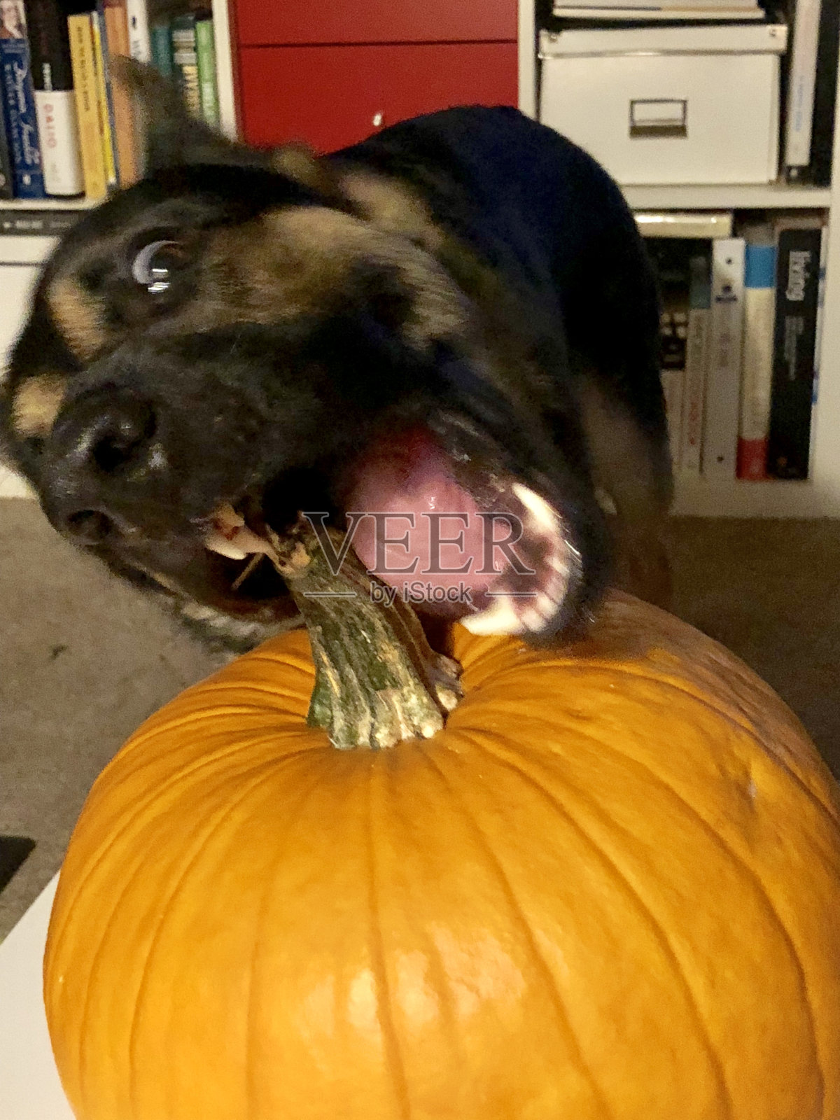 南瓜雕刻狗照片摄影图片