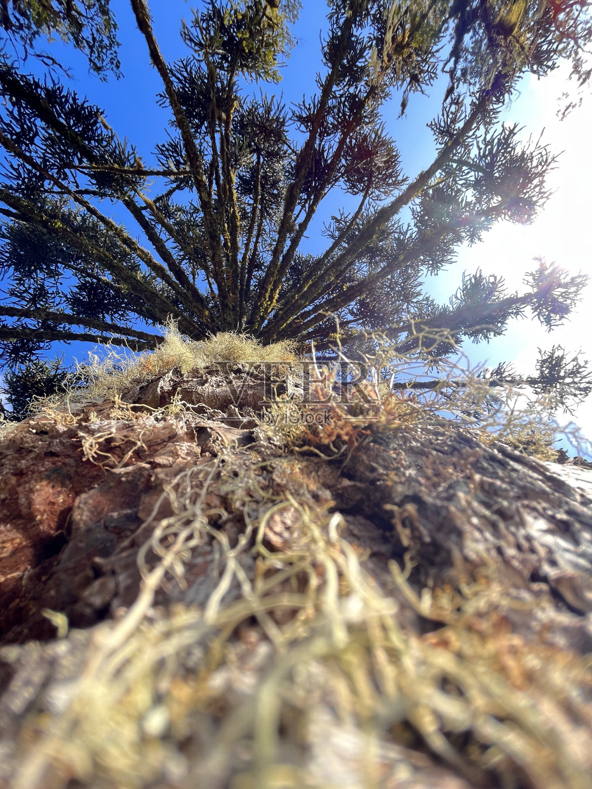 这些花照片摄影图片