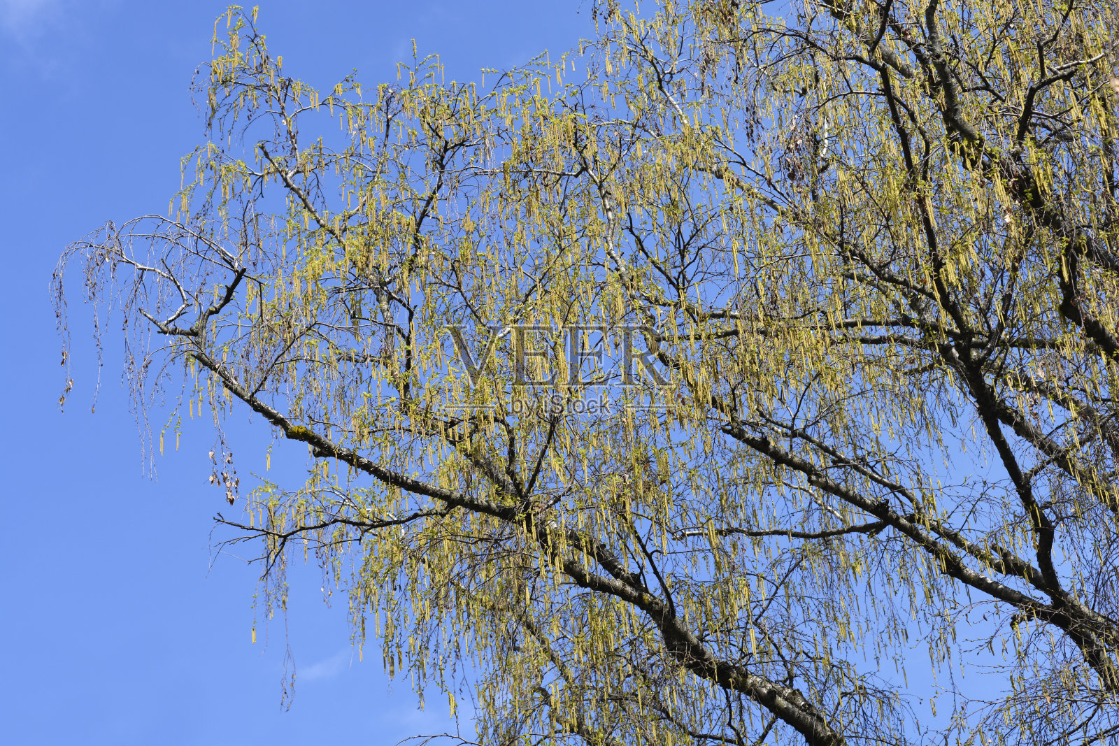 常见的桦树照片摄影图片