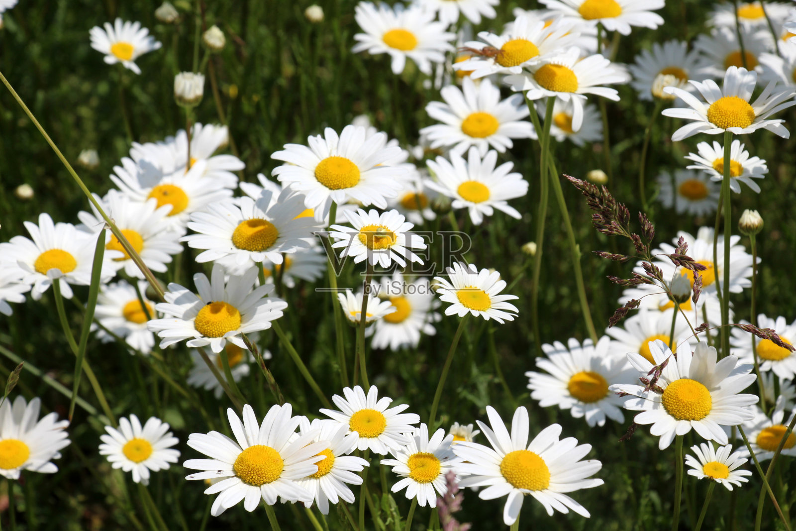 洋甘菊(Leucanthemum vulgare)在草地上盛开照片摄影图片