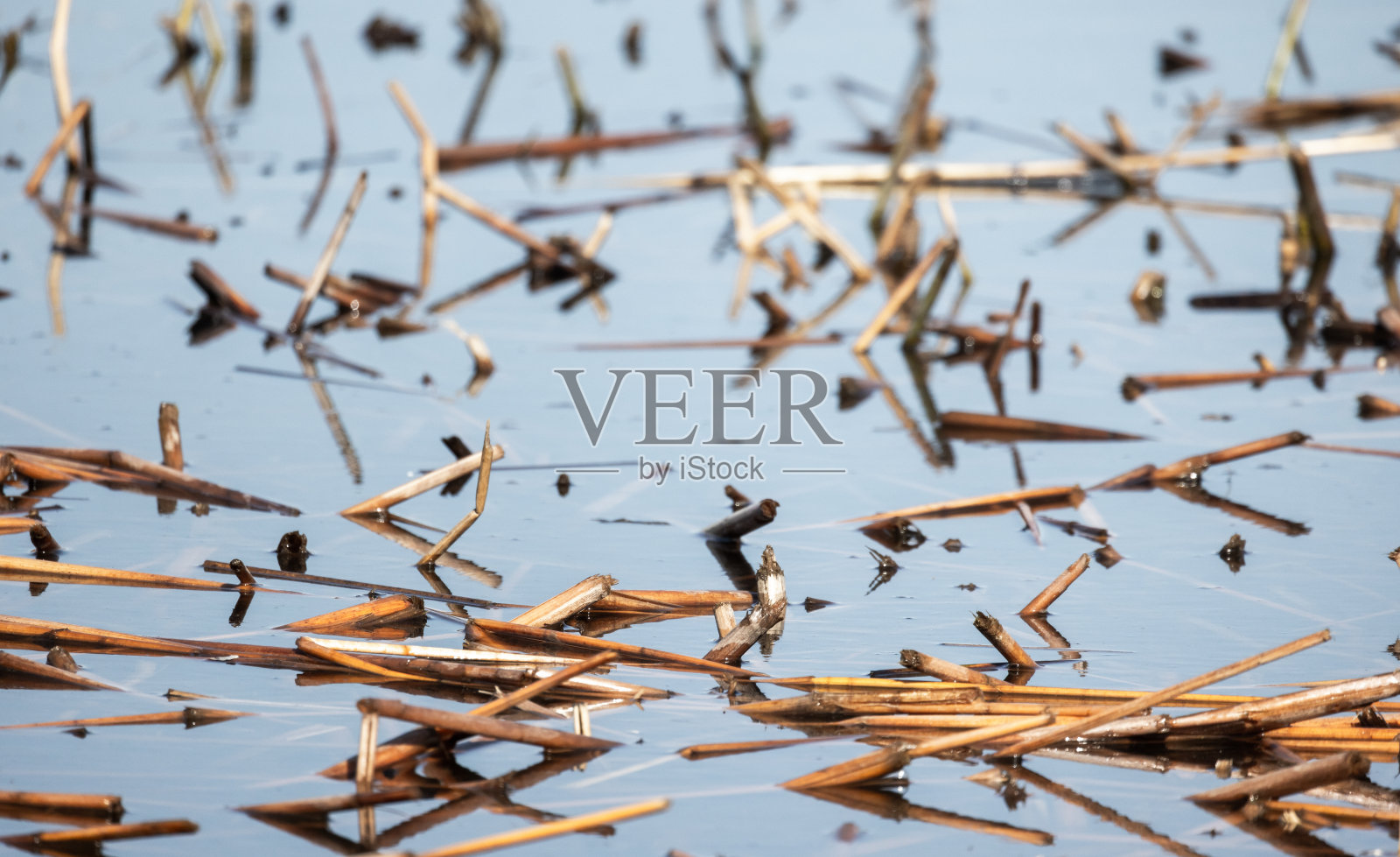 干枯破碎的芦苇茎仍在蓝色的水里,近距离拍照照片摄影图片