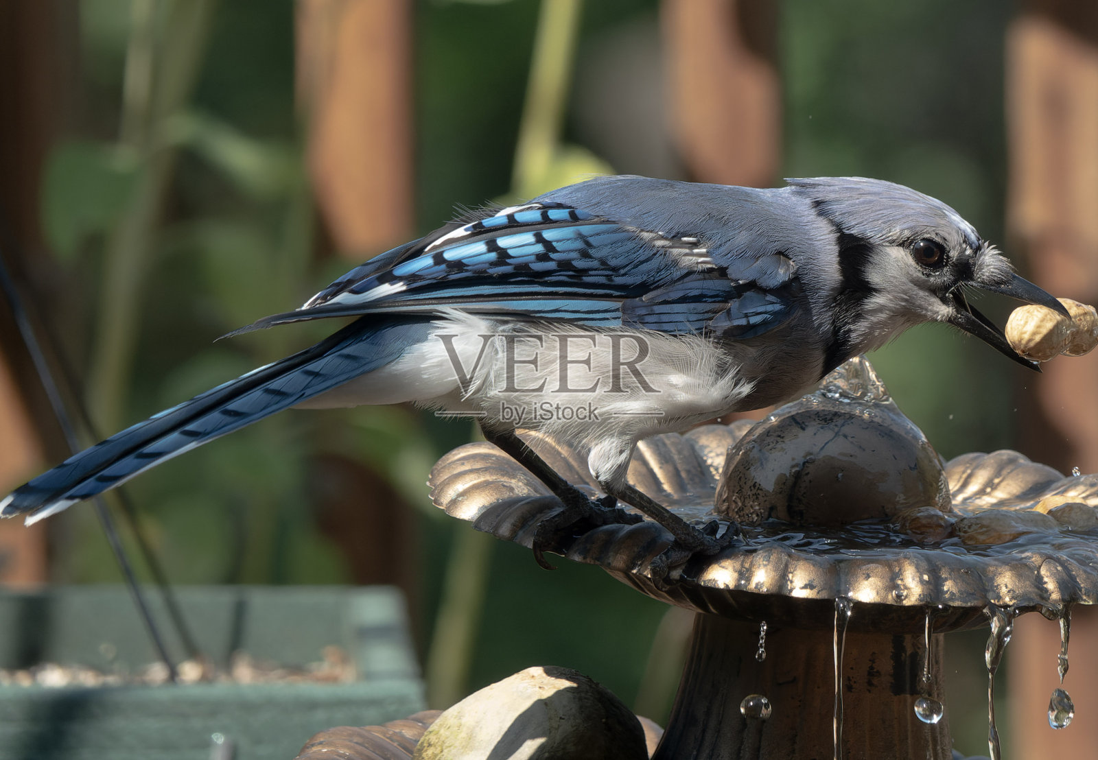 一只冠蓝鸦笔直地站在甲板上照片摄影图片