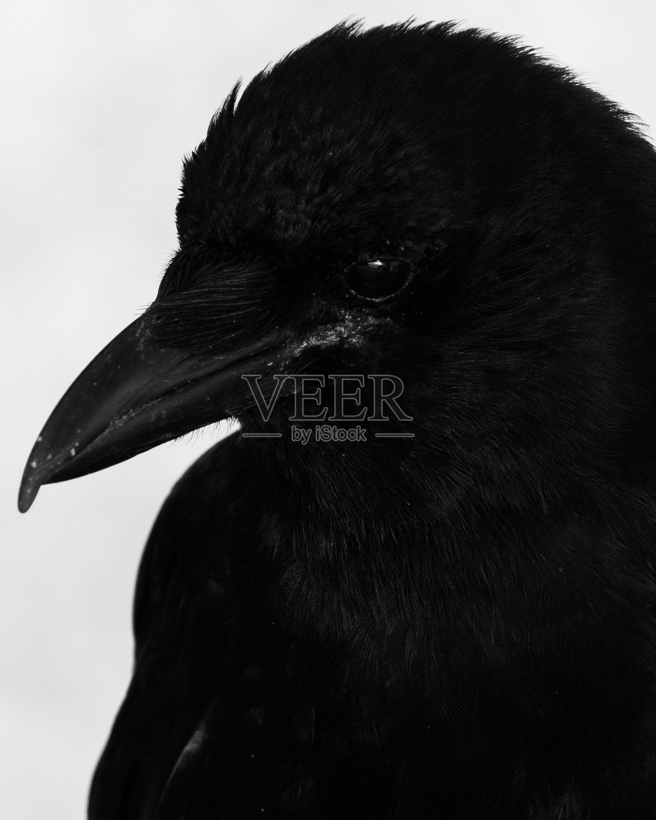 乌鸦的特写照片摄影图片
