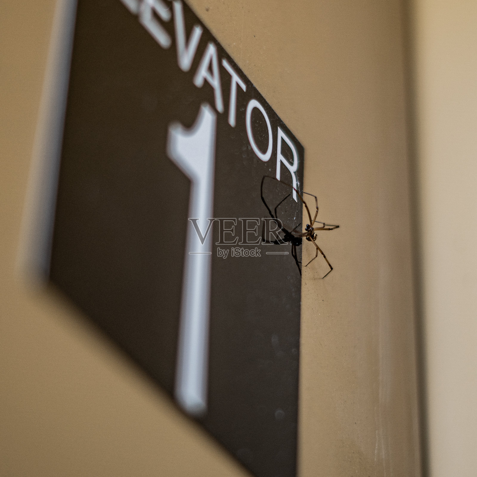 电梯标牌上的恐怖蜘蛛特写照片摄影图片
