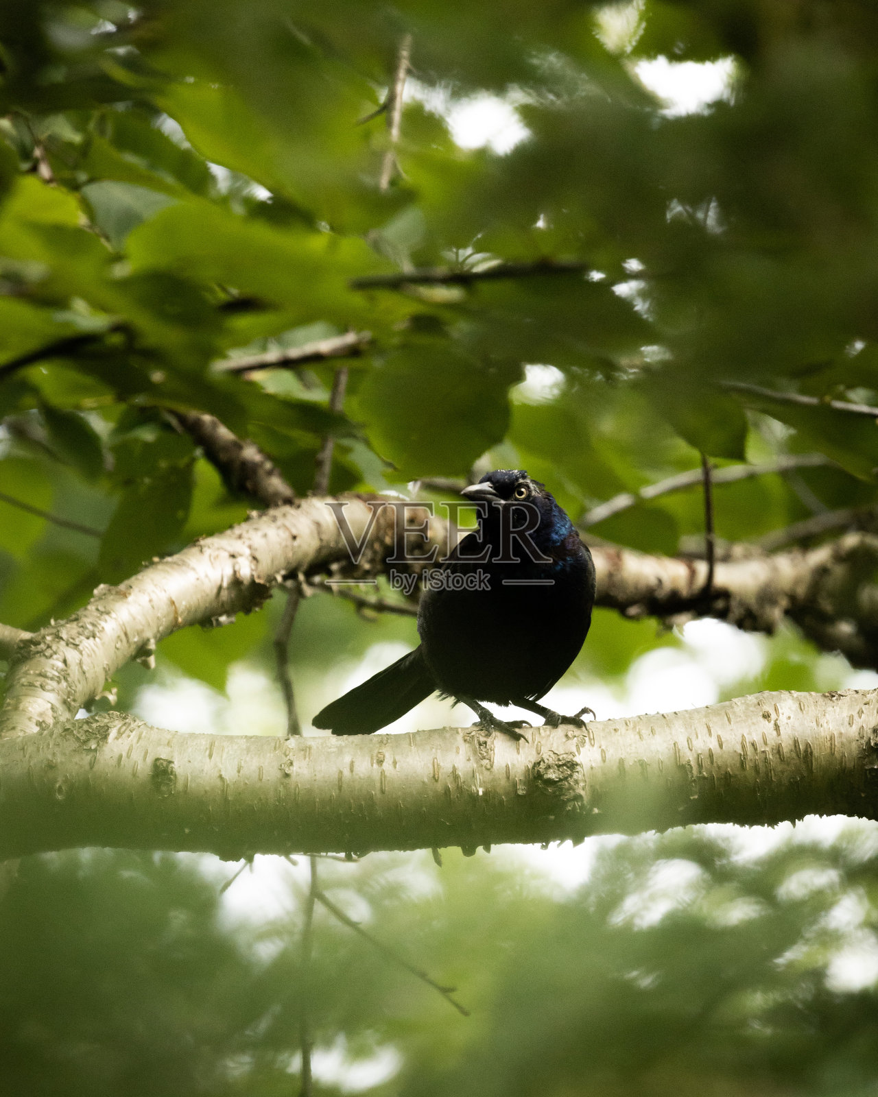 树上的鸟照片摄影图片