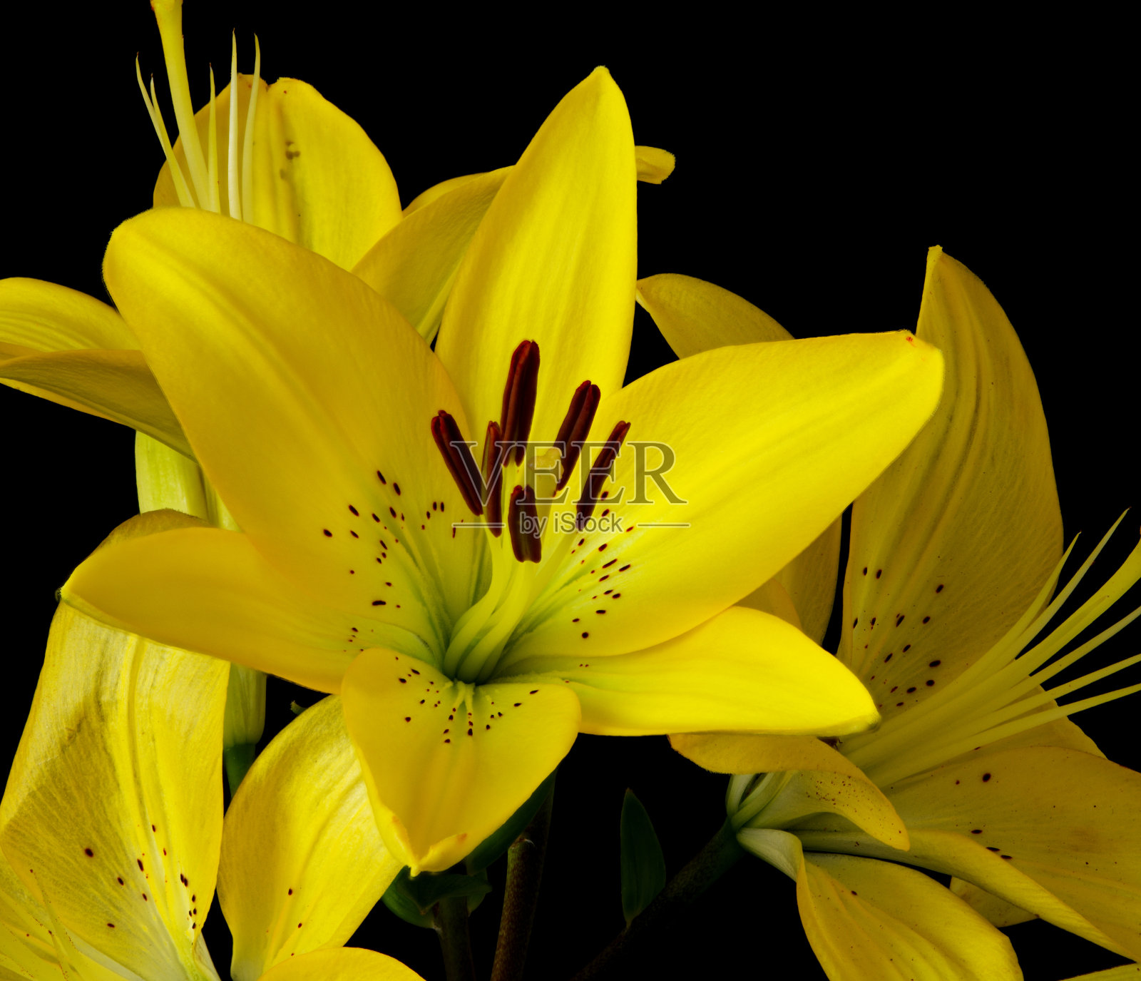 百合花生长在黑色的背景上照片摄影图片