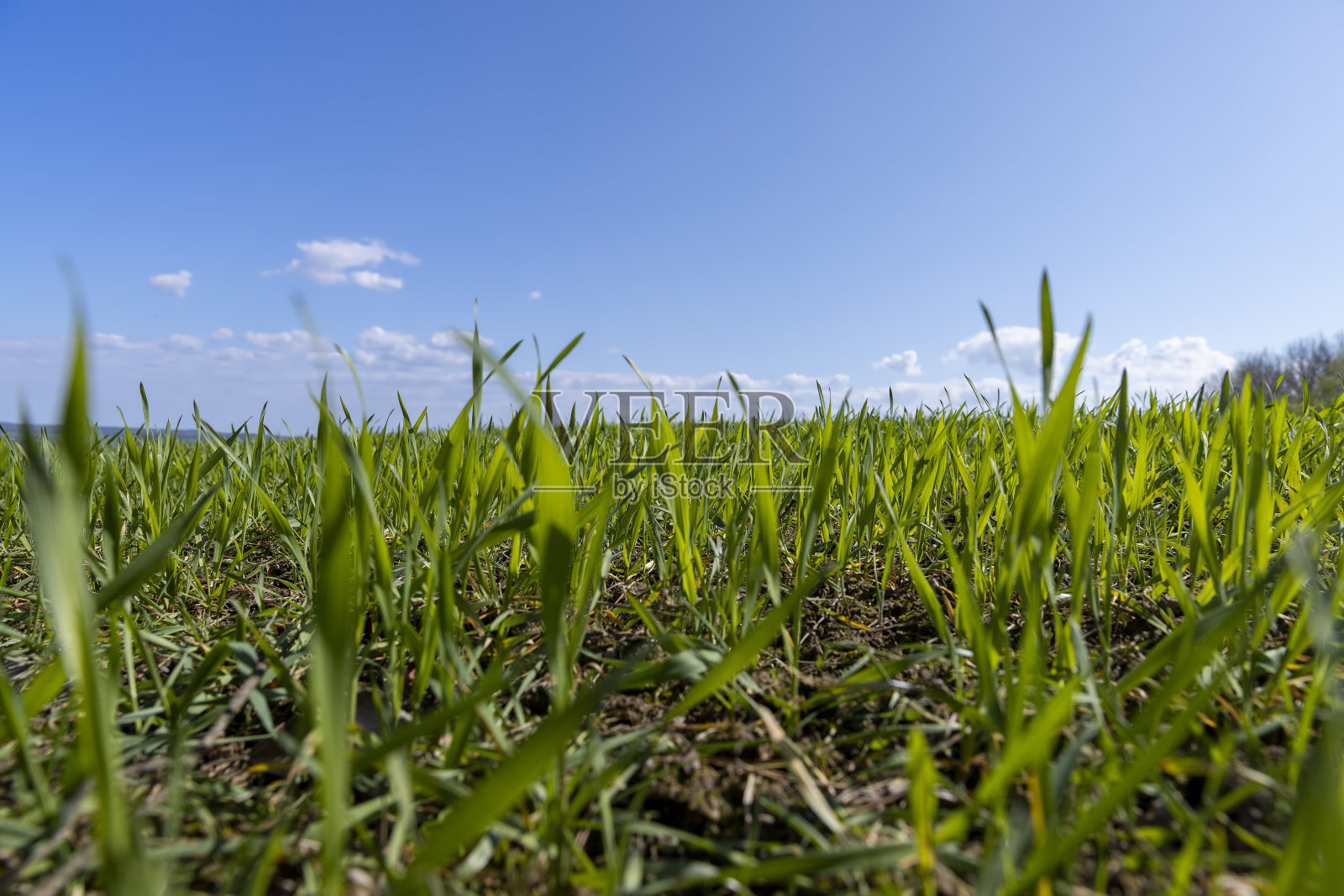 春天的农田里种着绿色的小麦照片摄影图片