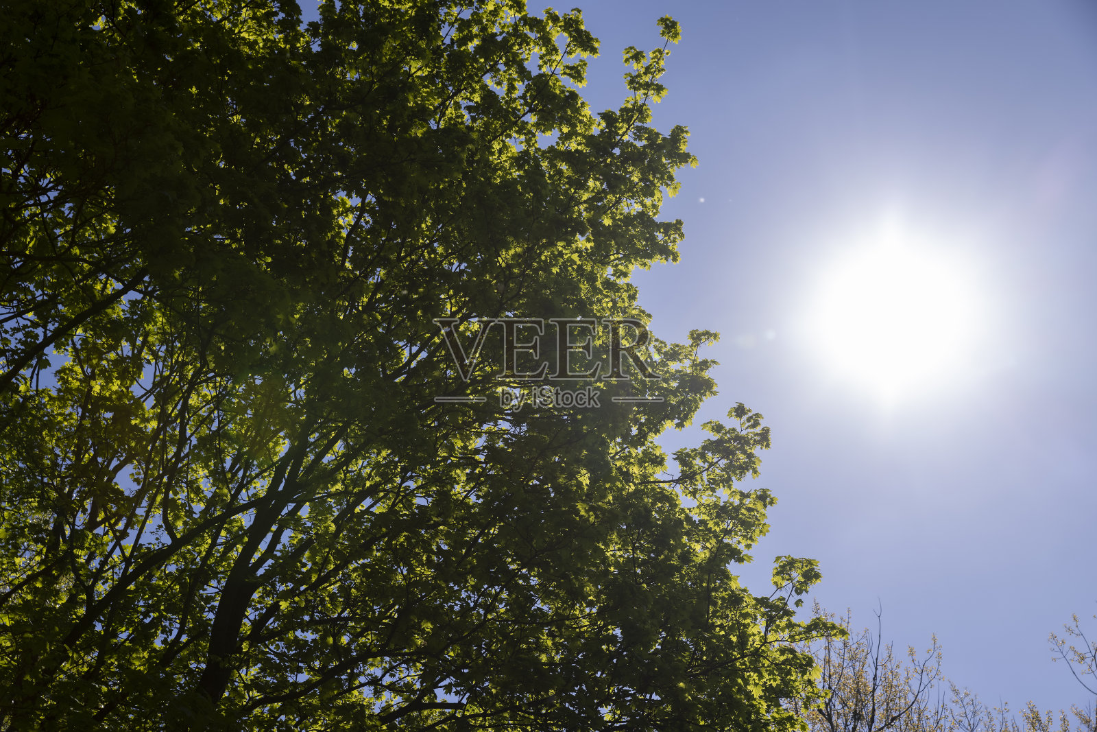 落叶乔木在春天阳光明媚的季节照片摄影图片