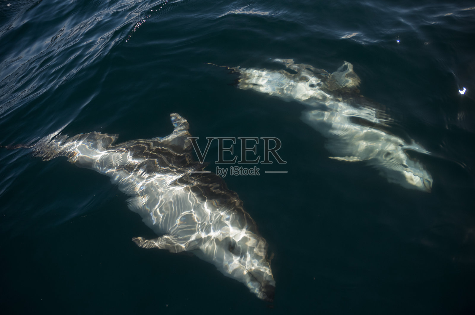 深色海豚跳跃,瓦尔德斯半岛,联合国教科文组织世界遗产,巴塔哥尼亚,阿根廷。照片摄影图片