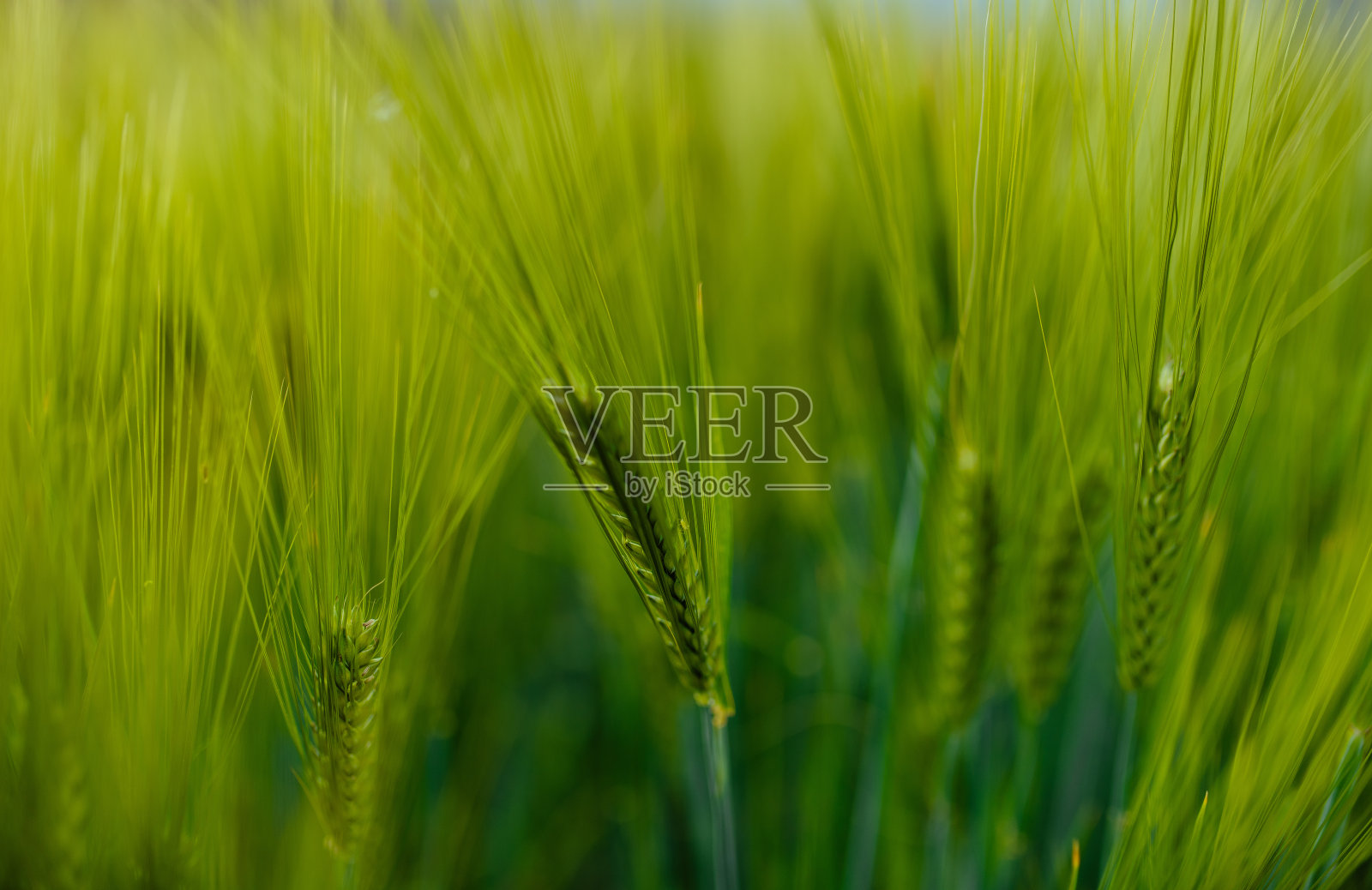 田野里的小穗特写照片摄影图片
