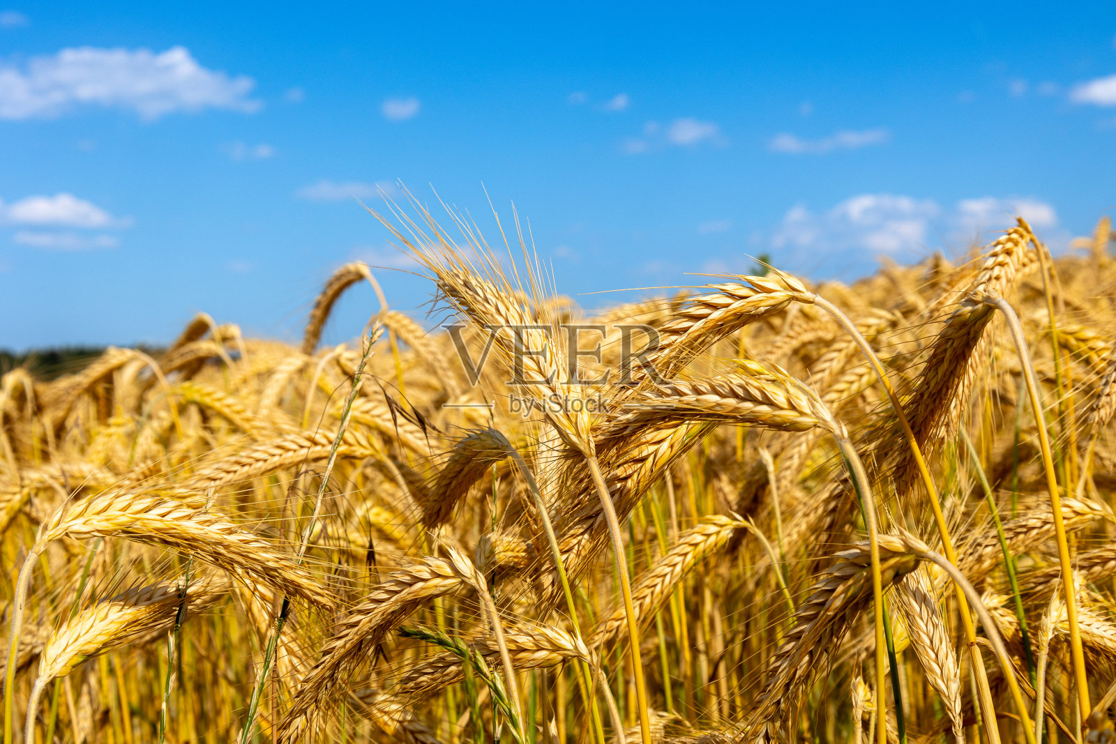 绍尔兰夏季的大麦地照片摄影图片