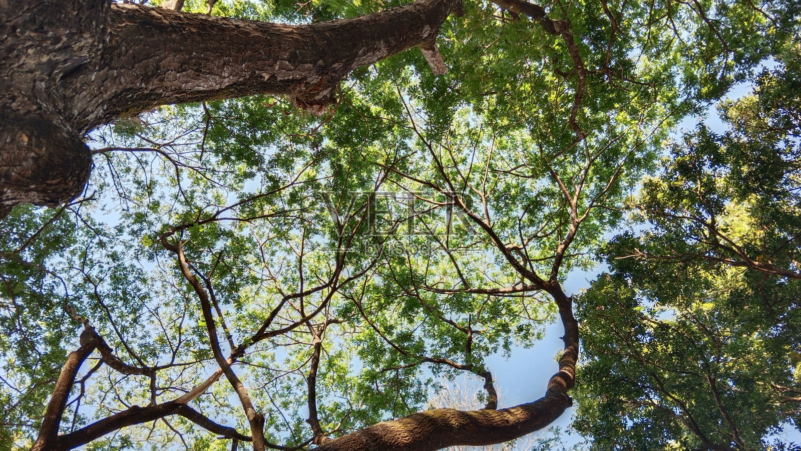 当你累了,你可以在树荫下休息照片摄影图片