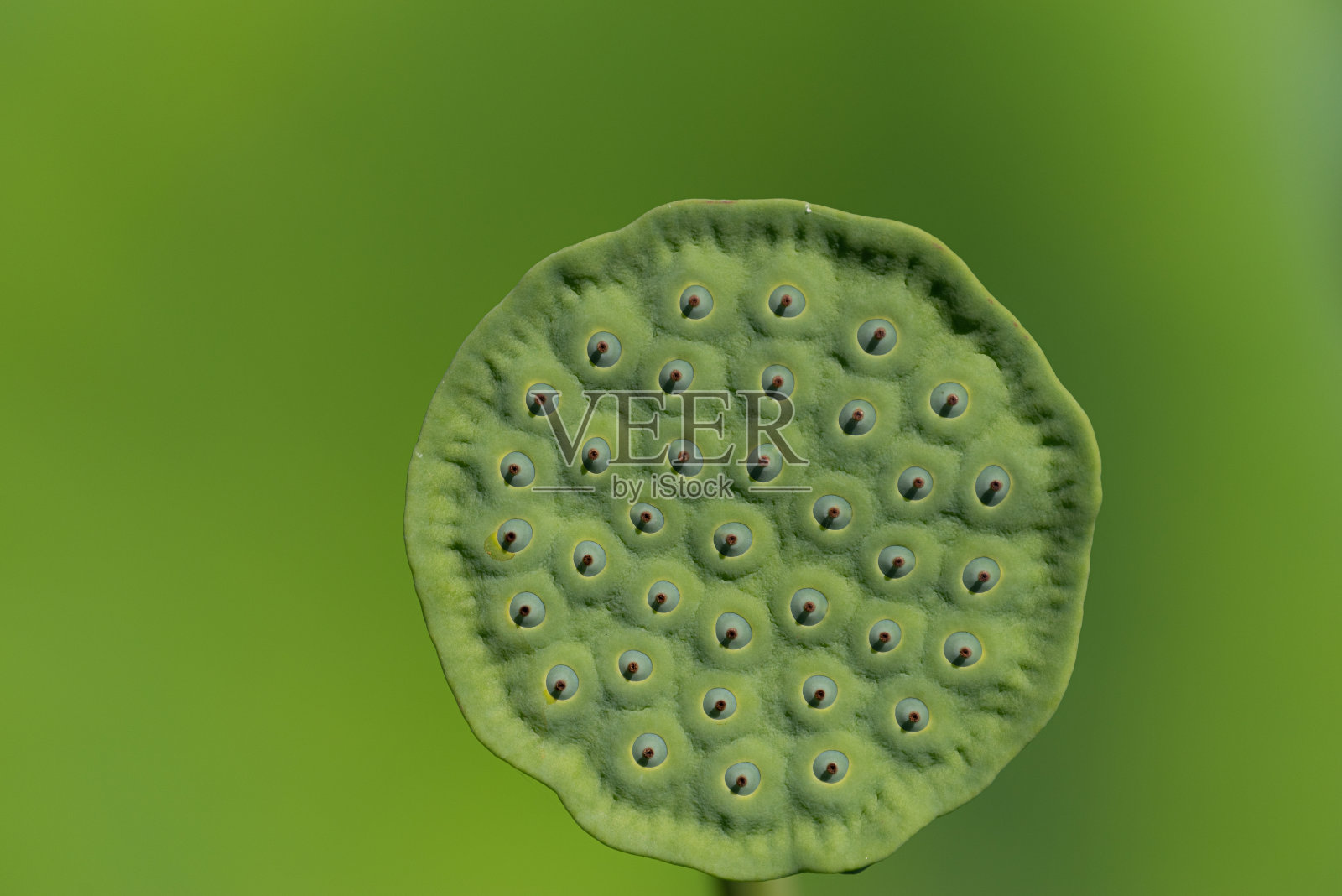 之后的荷花已经凋谢照片摄影图片