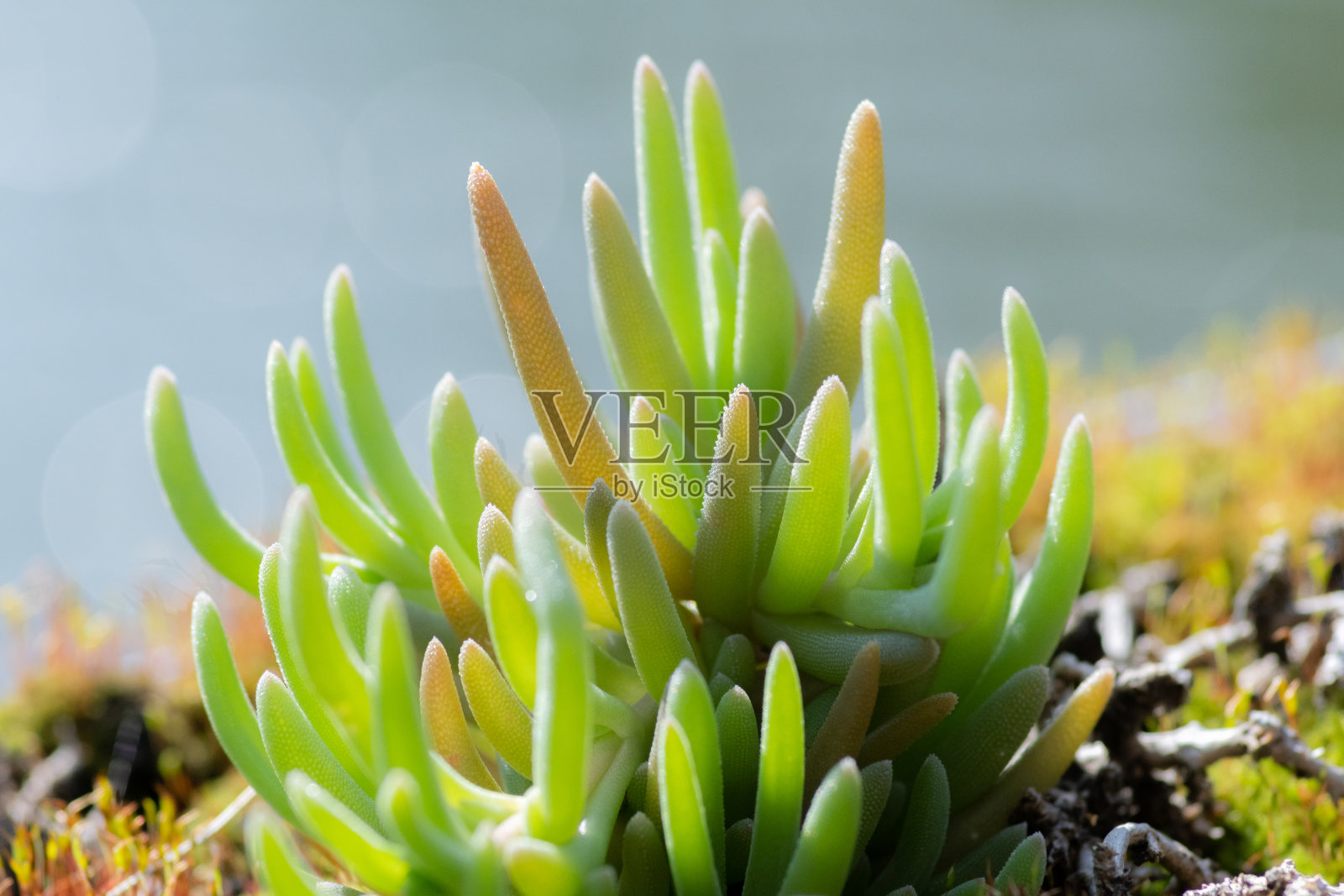 美美的照片摄影图片