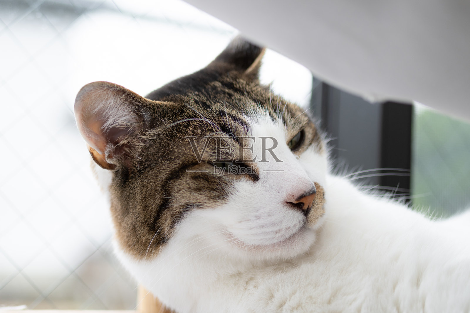 猫照片摄影图片