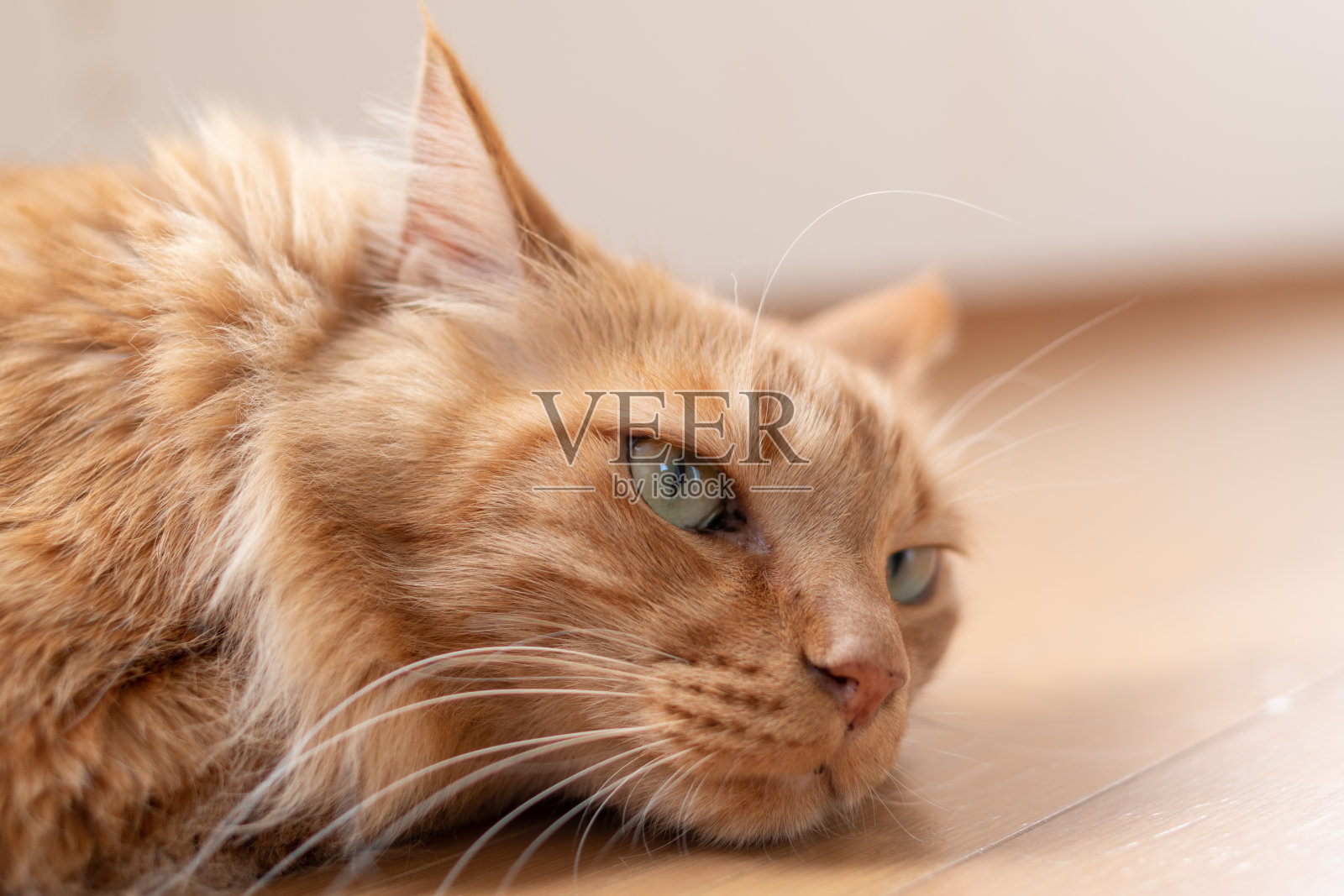 猫照片摄影图片