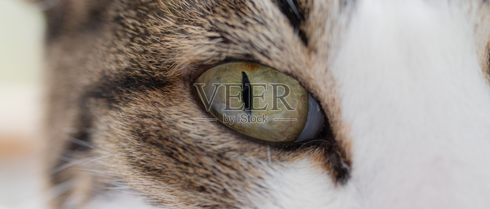 猫的眼睛照片摄影图片