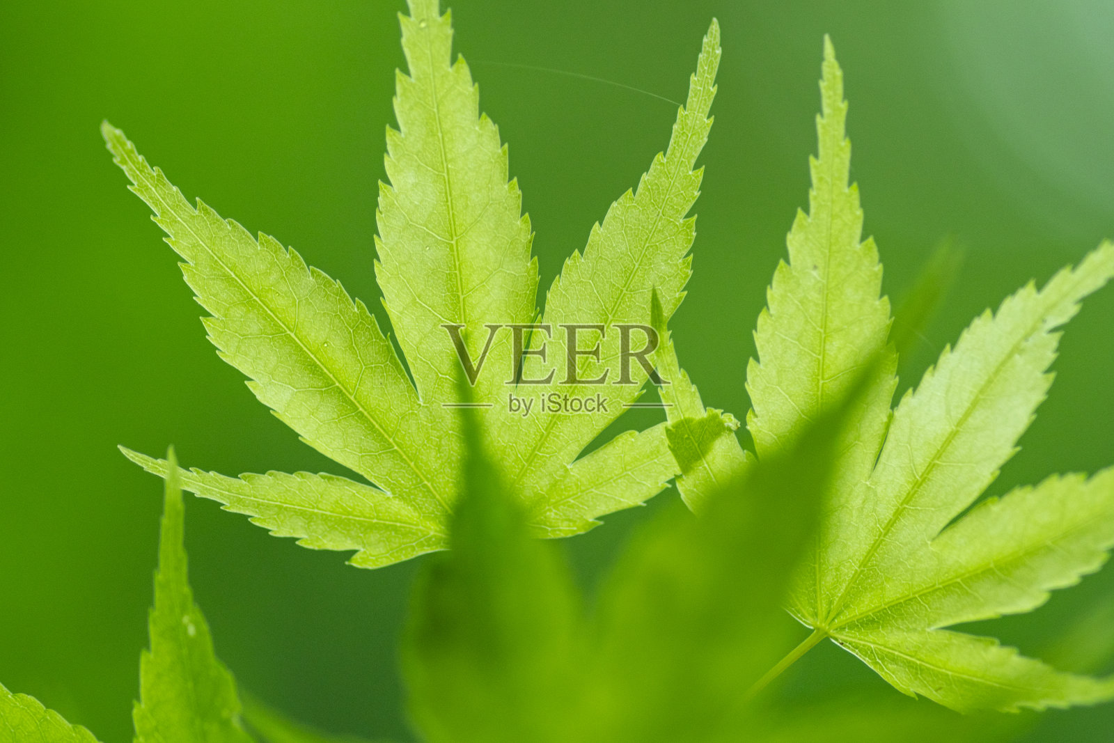 鲜绿的照片摄影图片