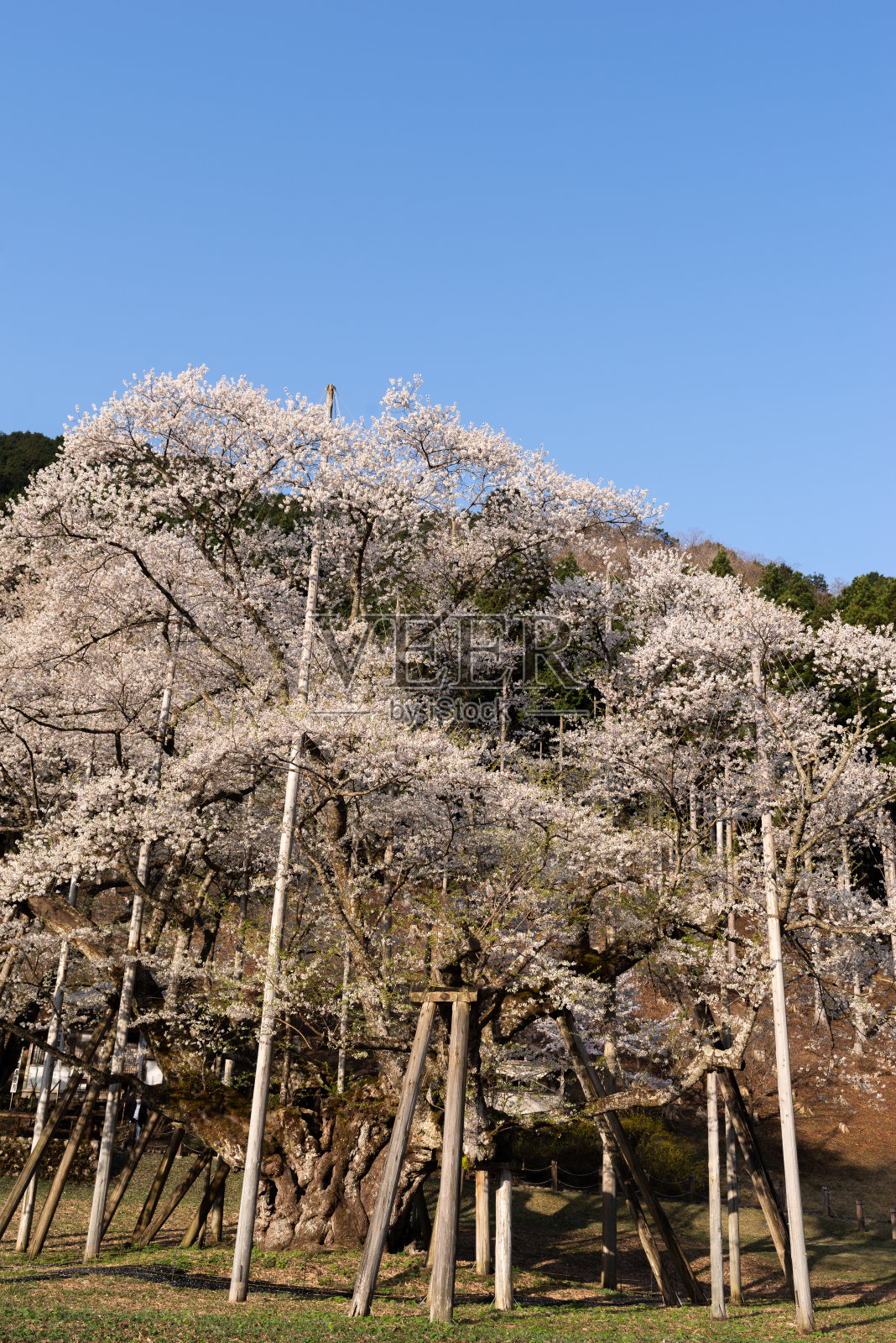 樱花盛开照片摄影图片