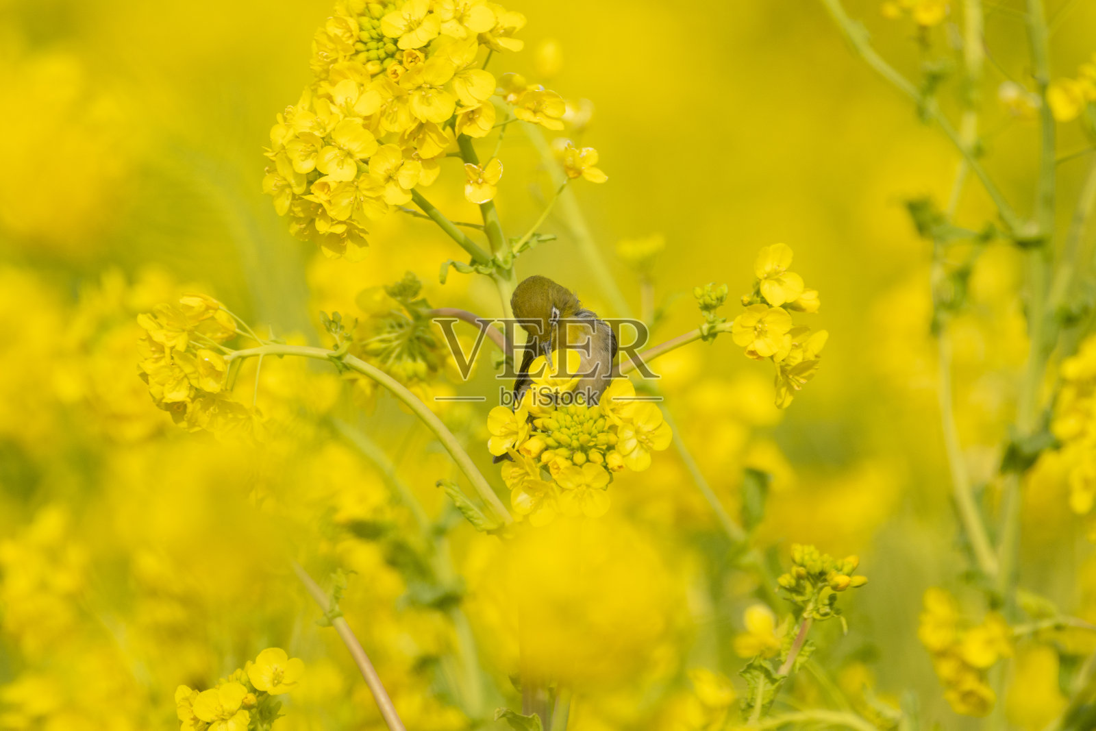 花与野鸟照片摄影图片