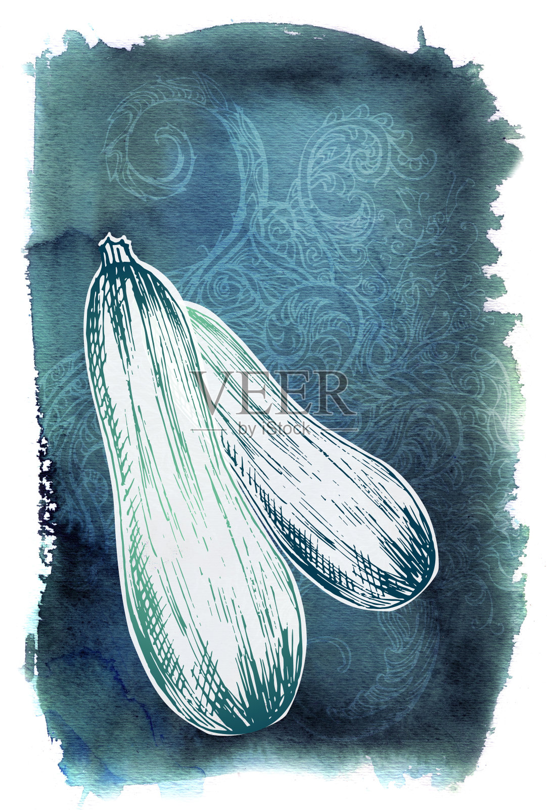 西葫芦——蔬菜系列插画图片素材