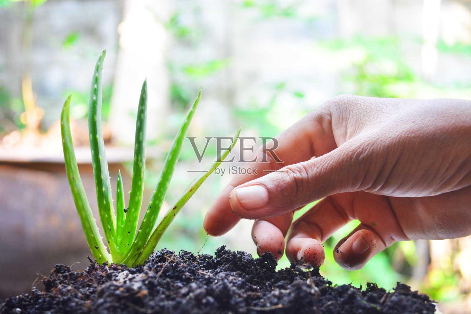 亚洲手工种植芦荟在良好的土壤在模糊的背景。照片摄影图片