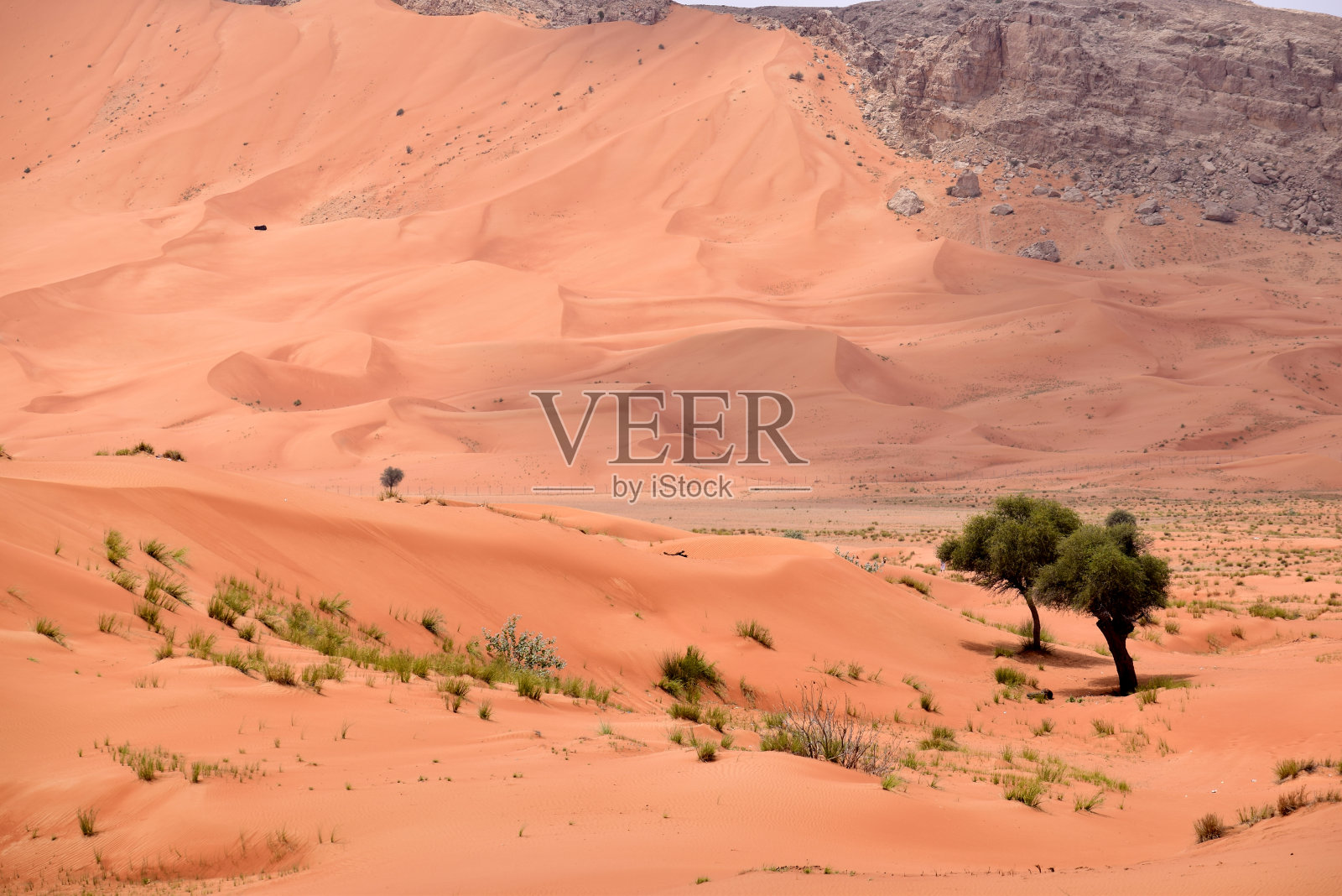 沙漠中的树木照片摄影图片