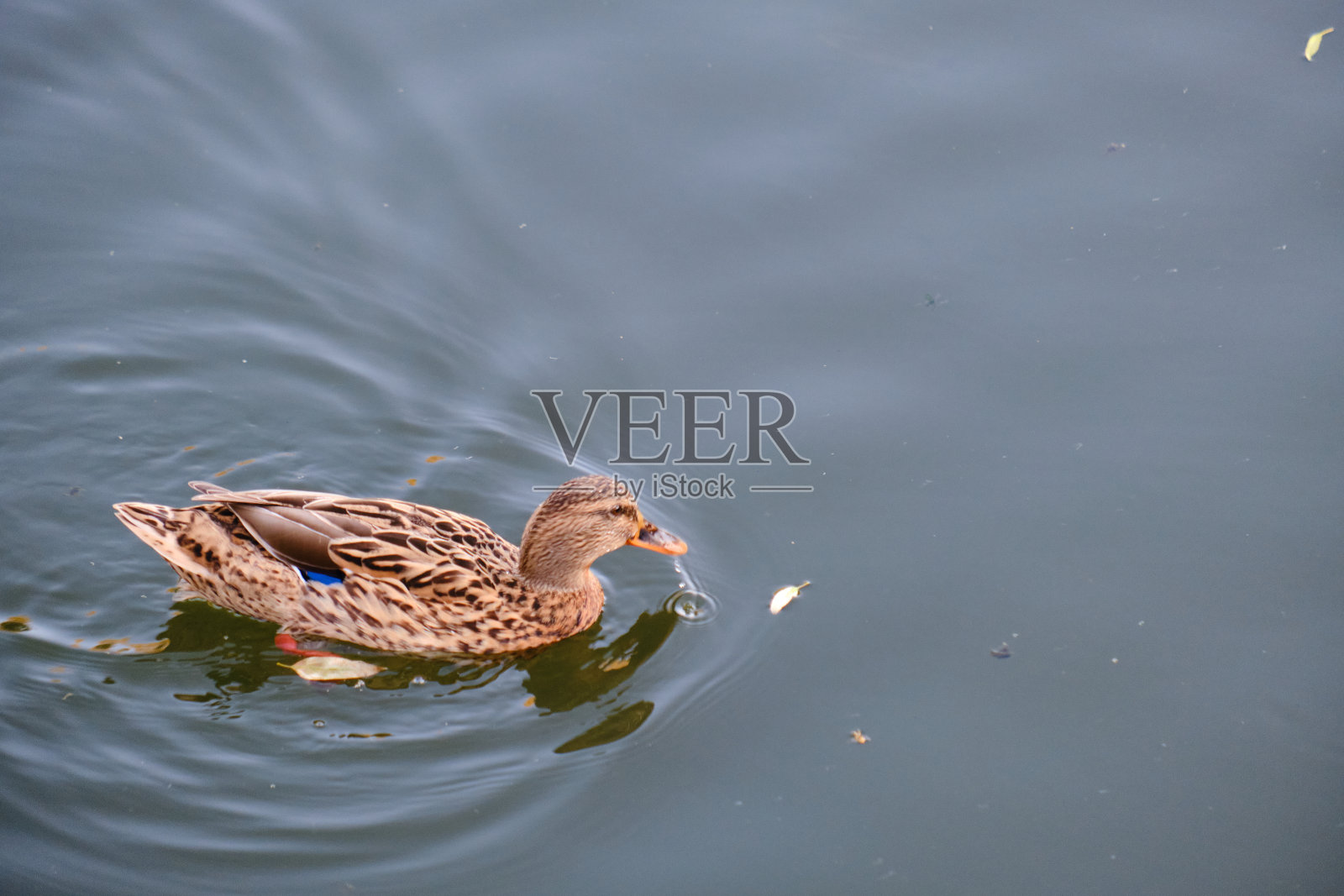 温暖的河水中的野鸭照片摄影图片