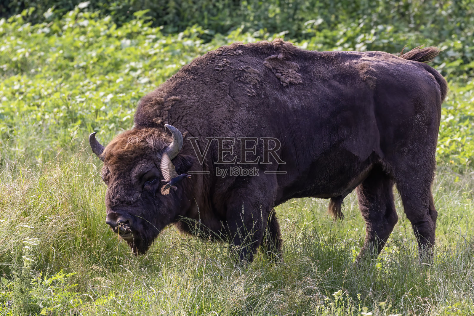 夏天的欧洲野牛照片摄影图片