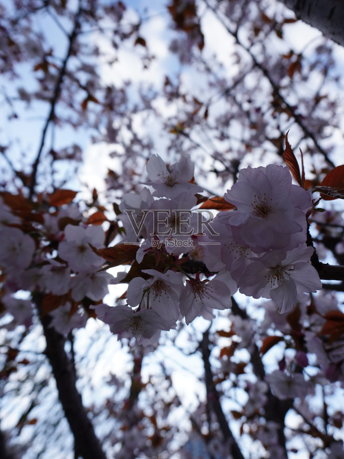 早春樱花树的美丽形象照片摄影图片