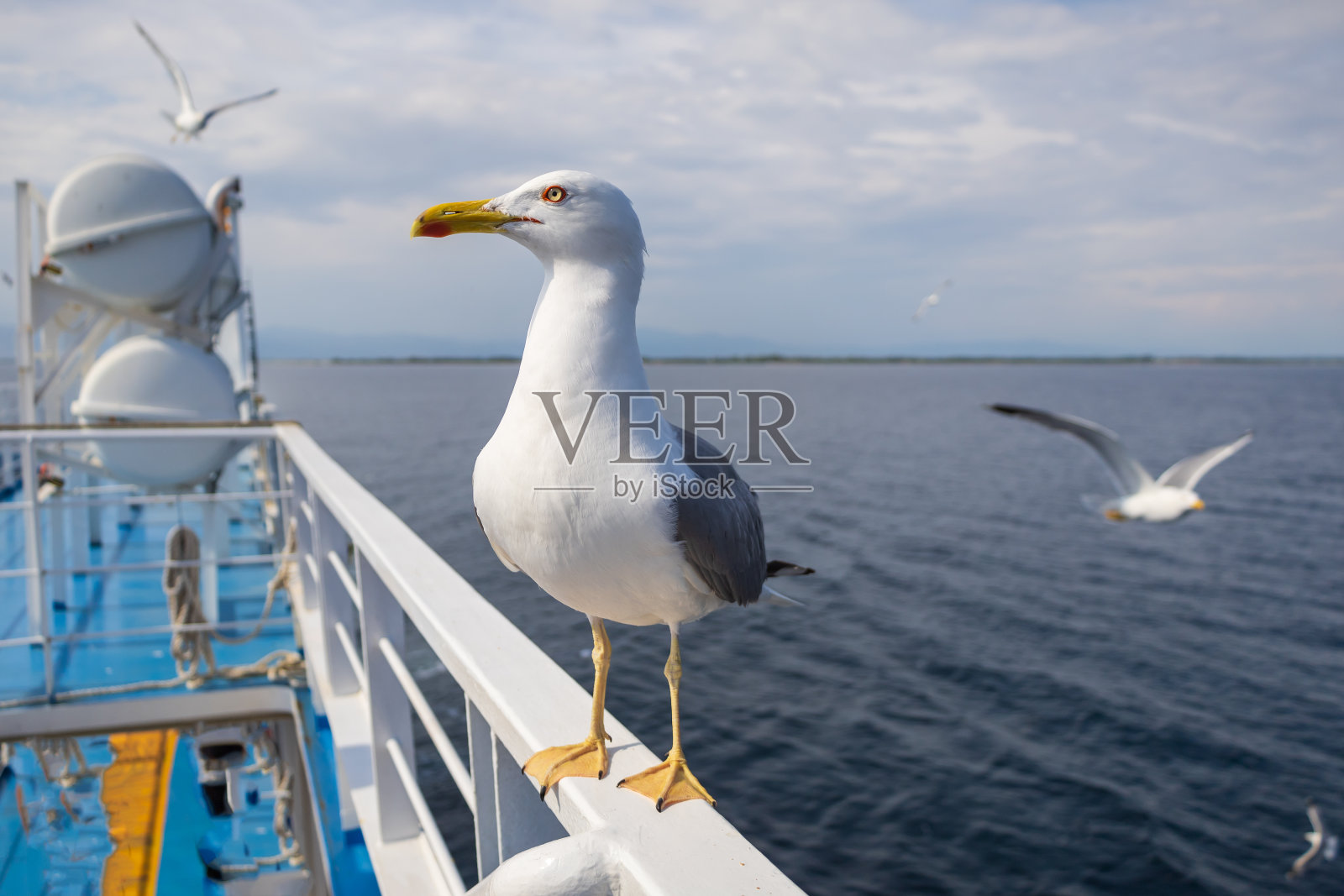 海鸥- Larus marinus张开翅膀在空中飞翔。蓝色的天空。背景是港口。照片摄影图片