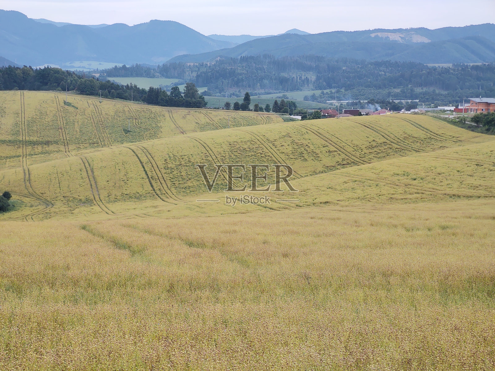 日出或日落时的麦田。照片摄影图片