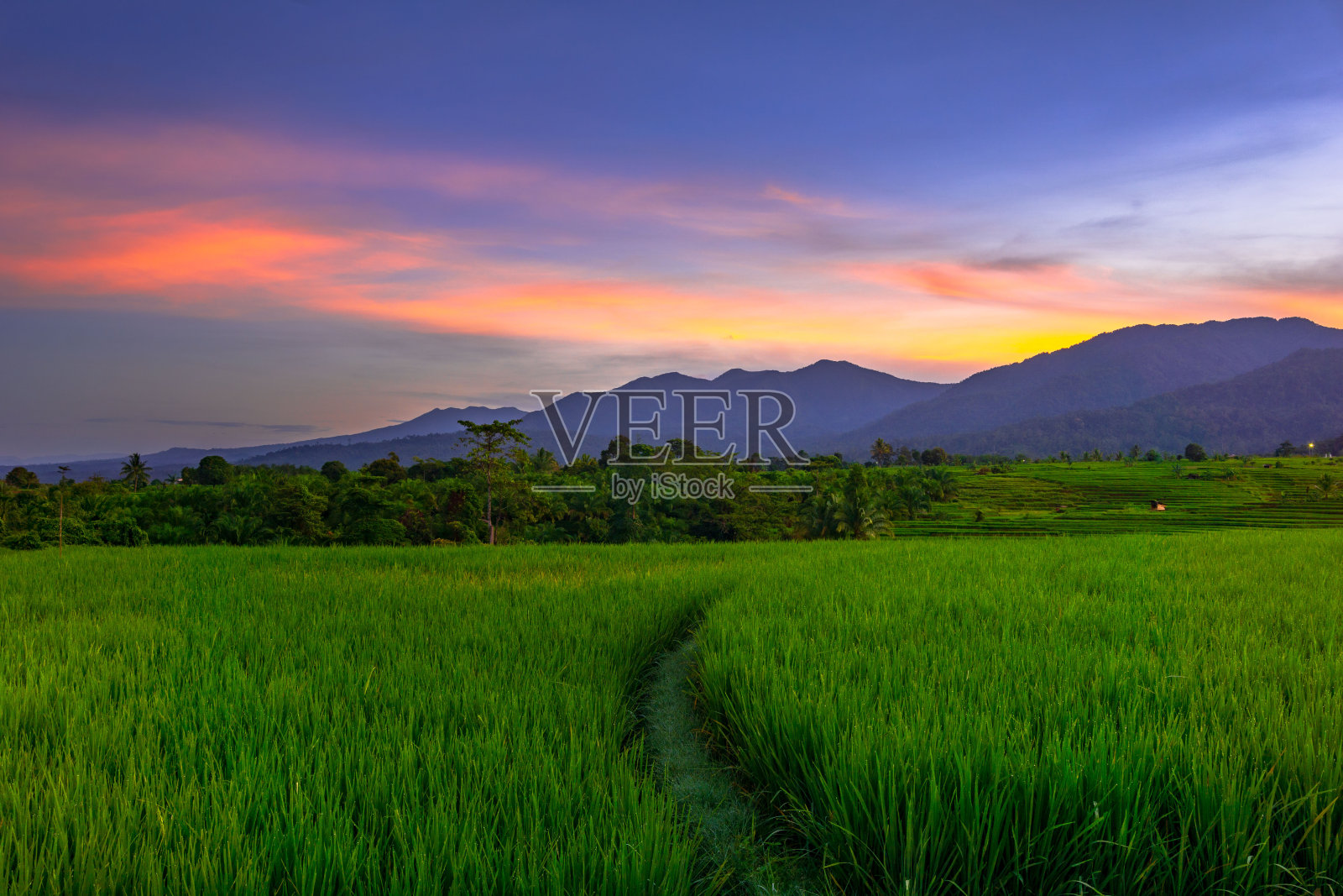 美丽的晨景印度尼西亚全景景观稻田与美丽的色彩和天空自然光照片摄影图片