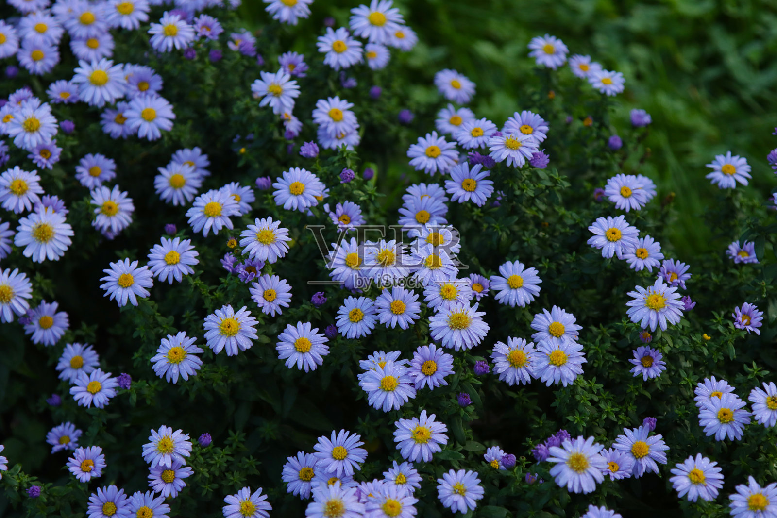 在花园里盛开的紫菀花。照片摄影图片