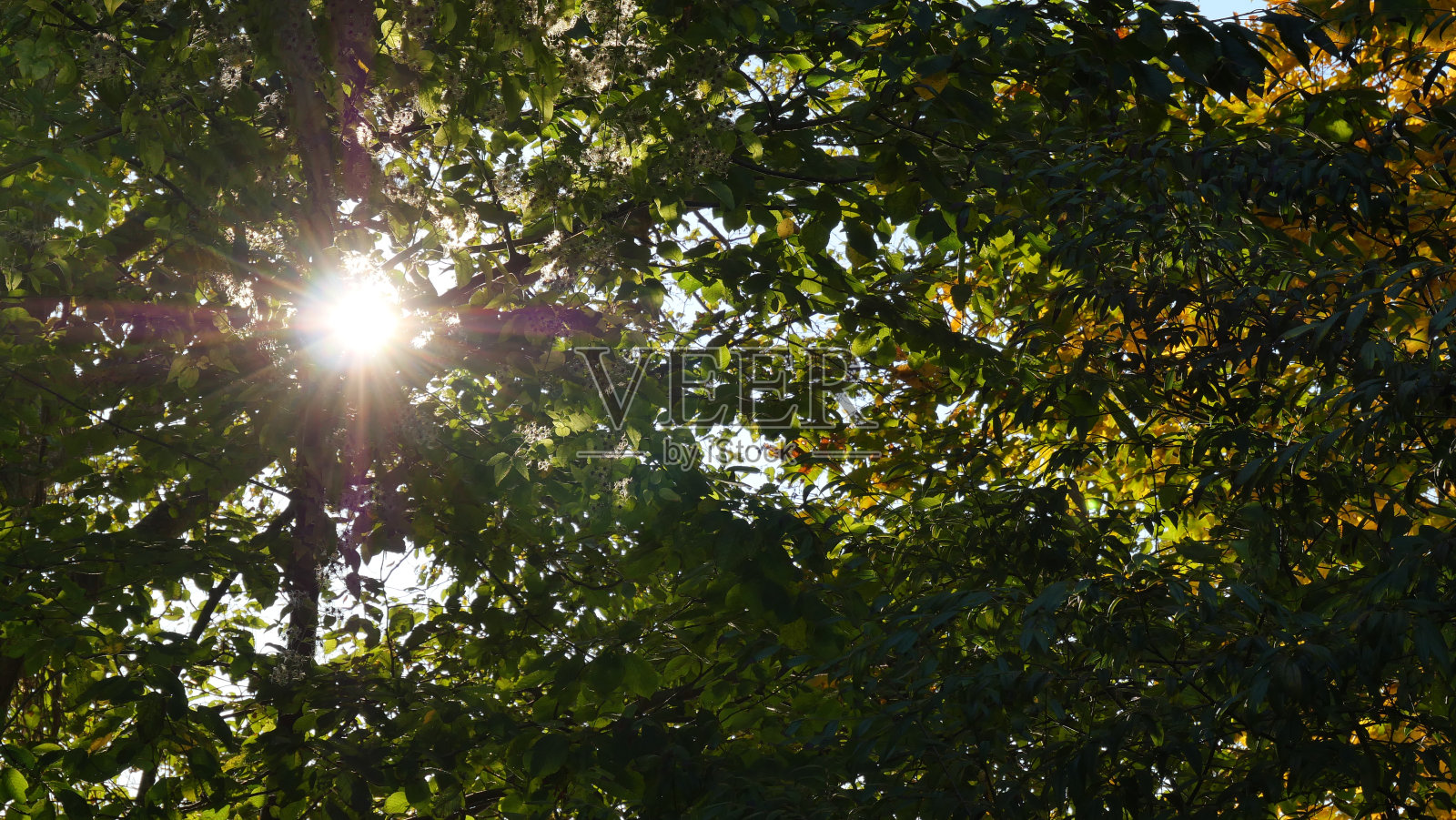 阳光穿透怀特克利夫公园的树叶照片摄影图片