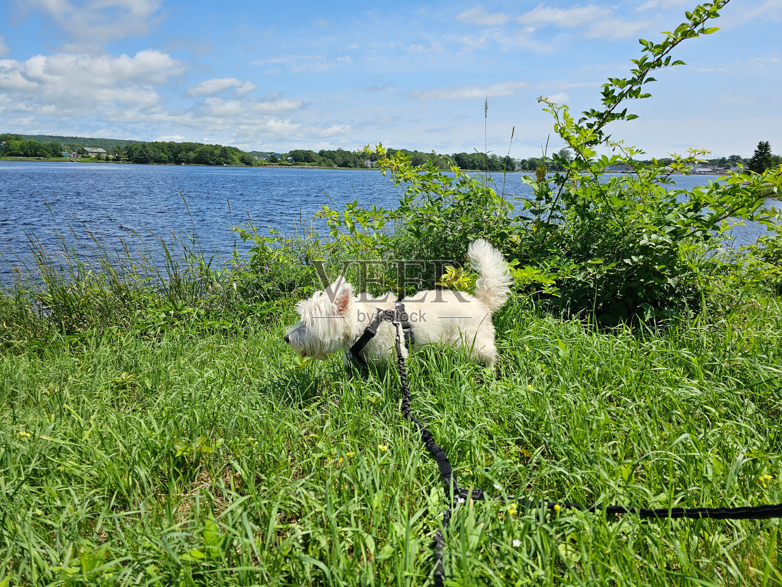 草地上的西部狼照片摄影图片