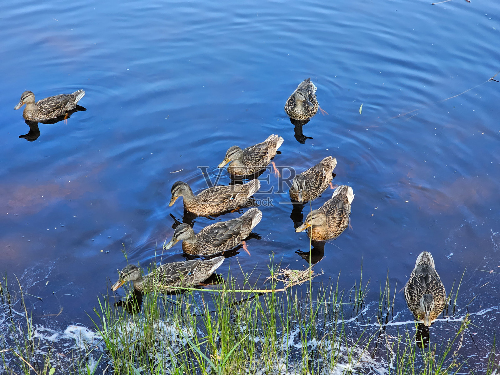 码头群照片摄影图片