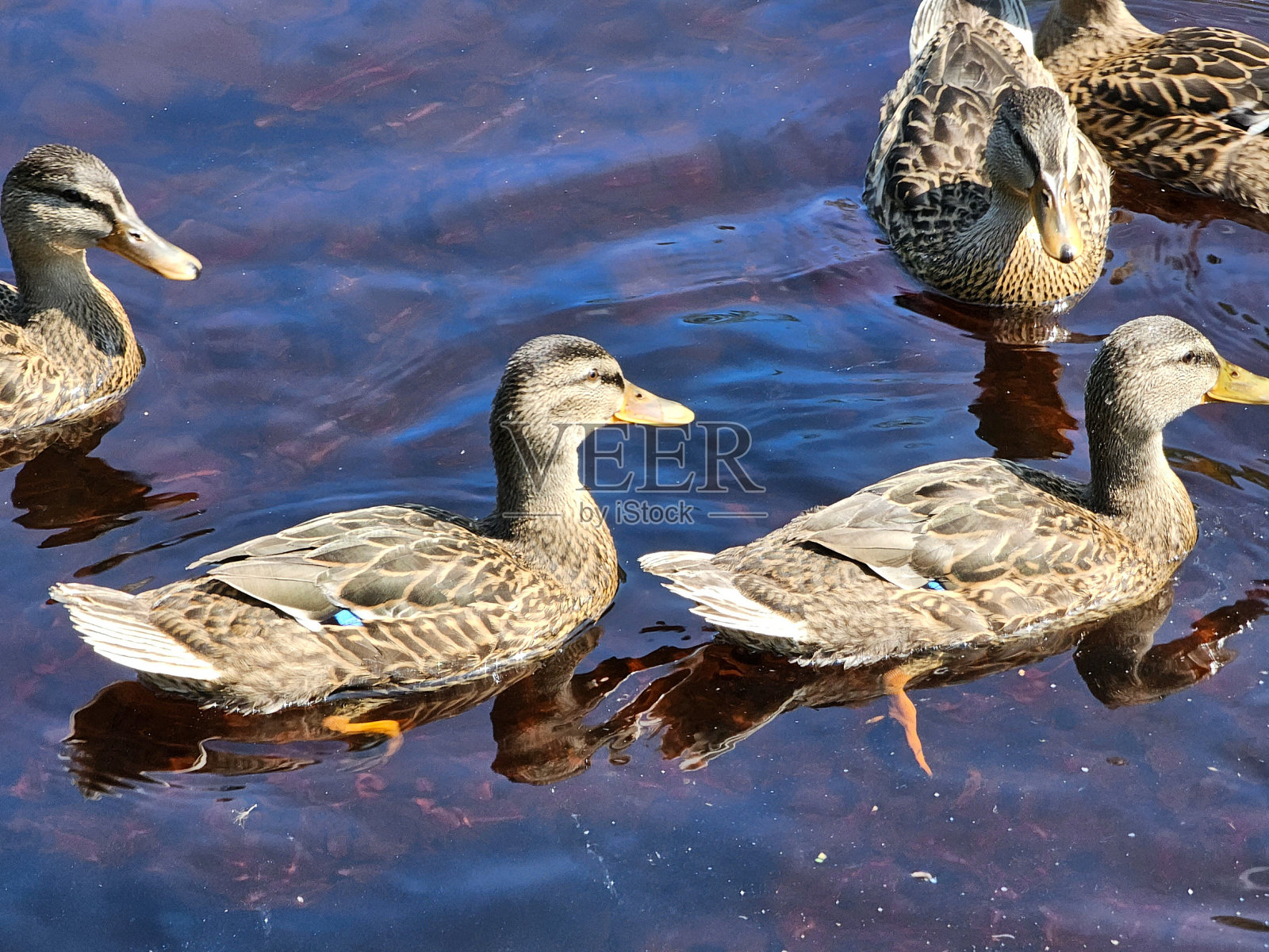 近距离观察鸭子照片摄影图片