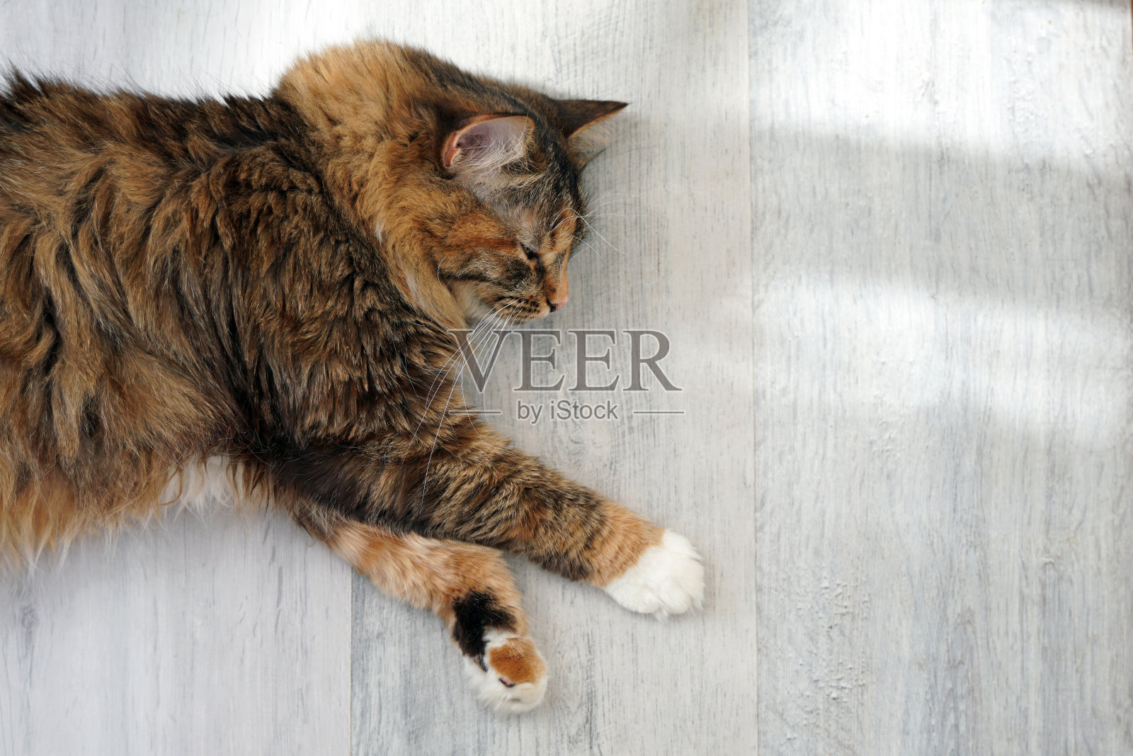 猫躺在浅色的地板上照片摄影图片