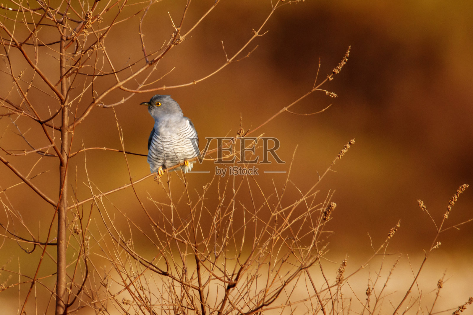 一只雄性杜鹃被隔离在纯洁的灌木上。滑稽的鸟式。育寄生虫。橙色日落背景。Cuculus canorus。照片摄影图片