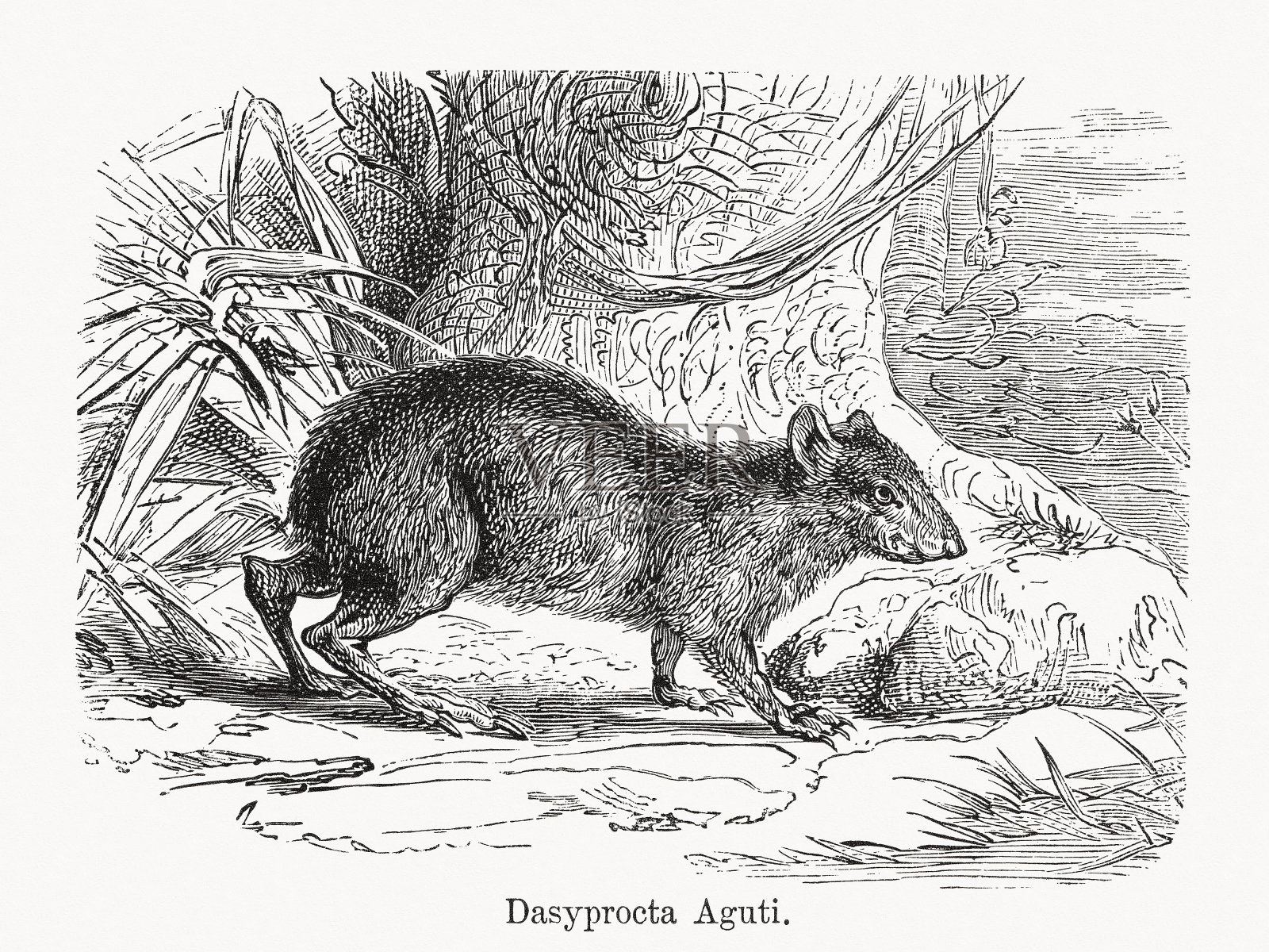 中美洲刺豚鼠,木刻,1893年出版插画图片素材