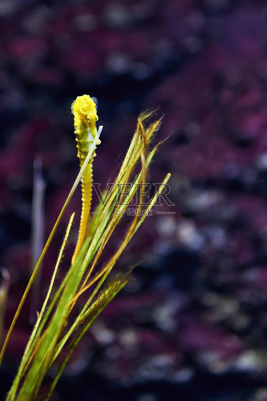 黄色海马或海马体正在接近一些背后有紫色背景的海藻照片摄影图片