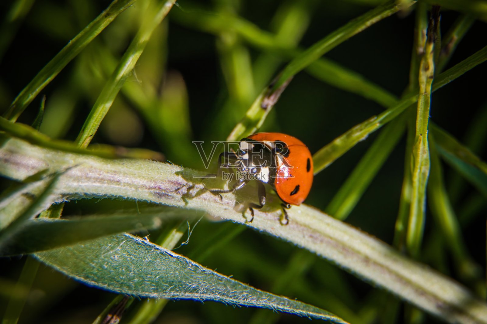 瓢虫照片摄影图片