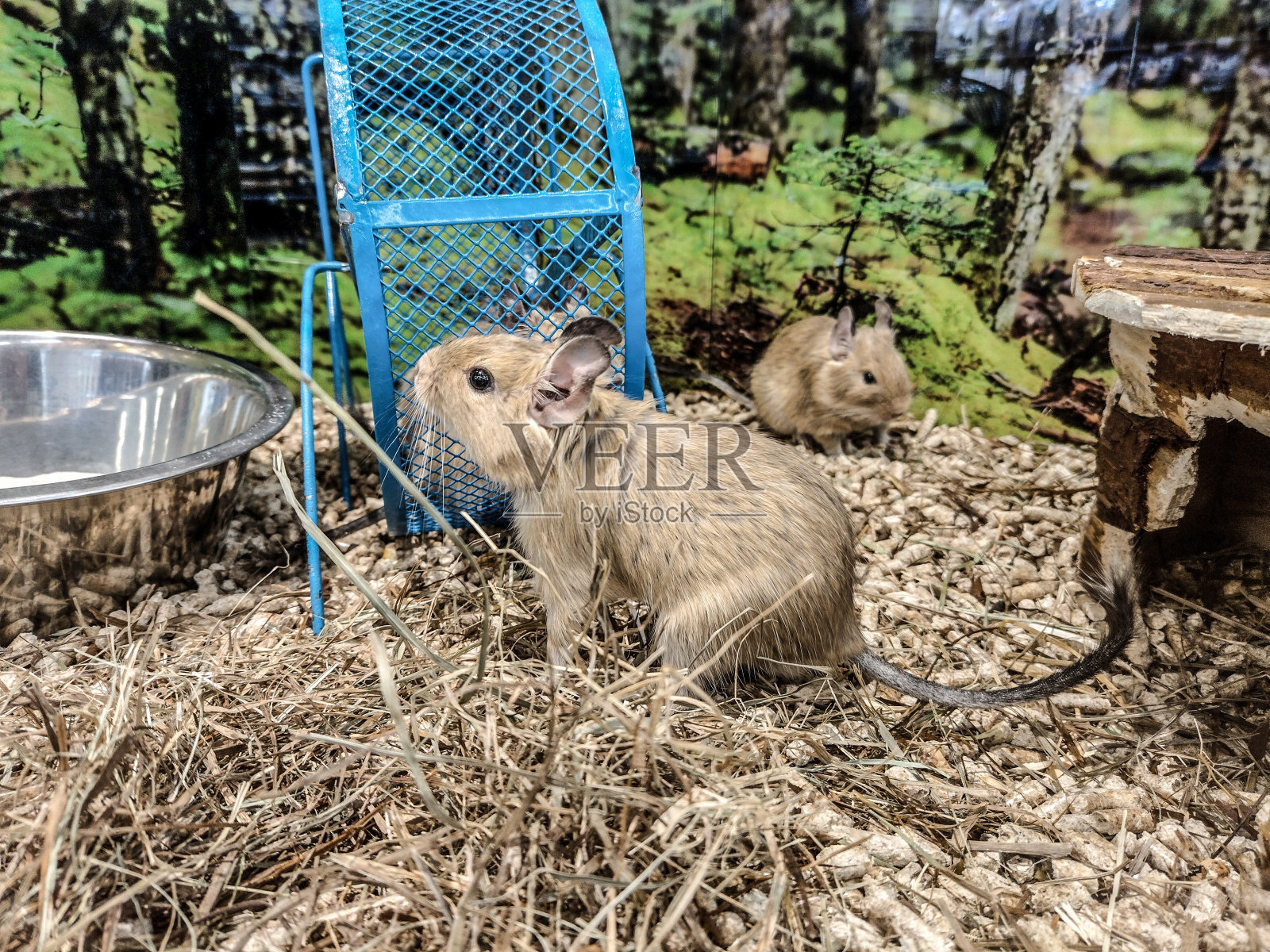八齿鼠是一种圈养动物照片摄影图片