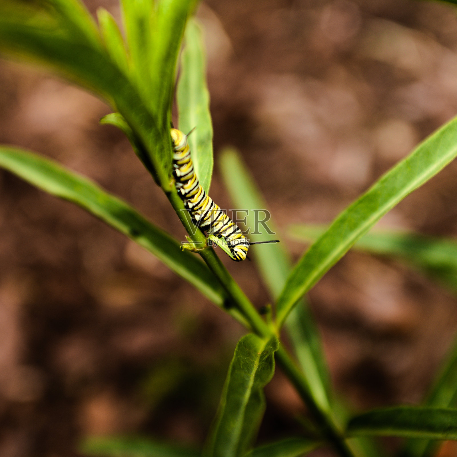 帝王蝶毛毛虫以窄叶马利筋灌木为食照片摄影图片